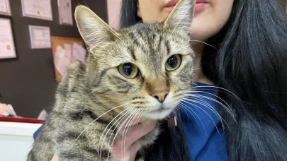 “Tüyleri var, üşümez” yanılgısı sokak hayvanlarını tehlikeye atıyor