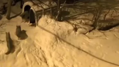 Artvin'de bekçi köpeğinden efsanevi cesaret: 6 kurdu uzaklaştırdı!