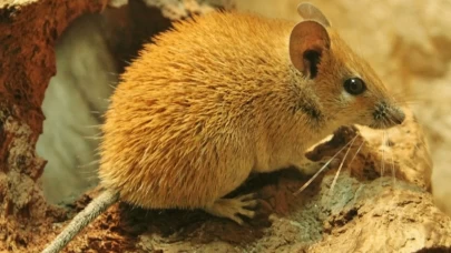 Rüyada Fare Görmek Ne Anlama Gelir?