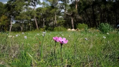 2026 cemre düşme tarihleri | İlk cemre ne zaman, nereye düşecek?