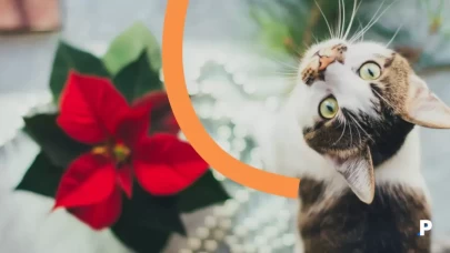 Evcil hayvanlar için tehlikeli 5 temizlik maddesi