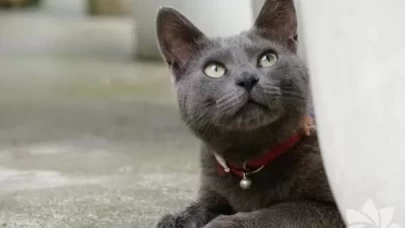 Kedinize mama dışında verebileceğiniz güvenli yiyecekler