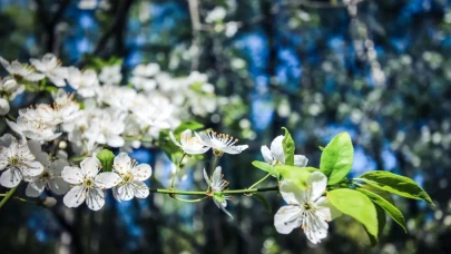 İlk cemre havaya düştü! İşte 2026 cemre tarihleri