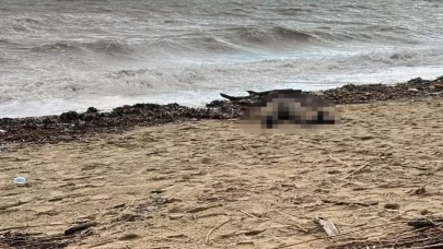 Ayvalık’ta sahile vuran acı tablo: Kadın cesedi bulundu