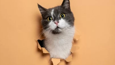 Dünya Kediler Günü'nde kedilerin eşsiz yetenekleri ve ilginç gerçekler!