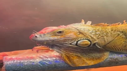 Samsun'da dikkat çeken operasyon! Koruma altındaki 3 hayvana el konuldu