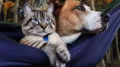 Evcil hayvanınıza neden çocuk gibi davranıyorsunuz?