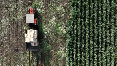 TARSİM üreticilere 586 milyon lira ödeme yapacak