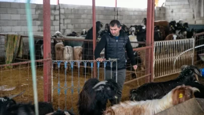 Depremzede besici devlet desteğiyle sürüsünü yeniden kurdu