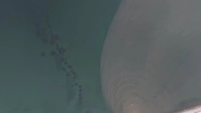 İstanbul Boğazı’nda alarm! Kandilli açıklarında denizanası istilası