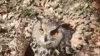 Elazığ'da bir vatandaşın 'fıstık' diye sevdiği puhu kuşu ekiplere teslim edildi