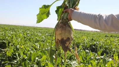 Konya Şeker’den üreticiye 12,78 milyar TL’lik dev pancar ödemesi