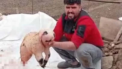 Bitlis’te panda görünümlü kuzu şaşkınlığı: Ölü doğan yavru için inceleme başlatıldı!