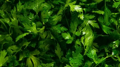 Evde maydanoz yetiştirmek artık çok kolay!