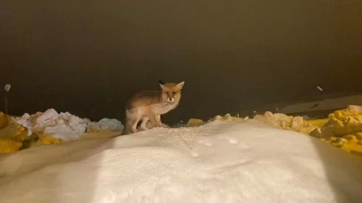 Aç kalan tilkiye şefkat eli: "O yedikçe ben mutlu oldum"