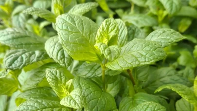 Nane, artık evinizde kolayca yetişiyor!