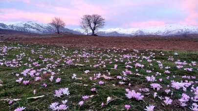 Elazığ'da renk cümbüşü! Çiğdemler erken açtı