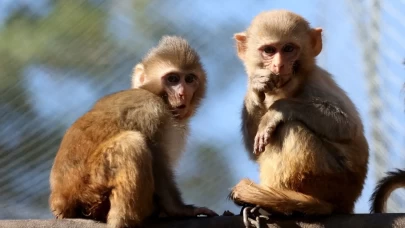 Yavru maymun "Portakal" koruma altında