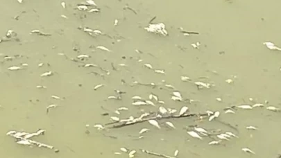 Uludere Çayı’nda korkutan görüntü: Toplu balık ölümleri inceleme altında