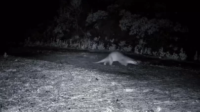 Ganos Dağları'nda su samurunun görüntülendi!