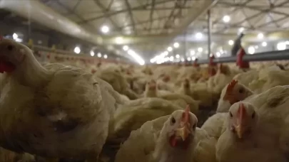 Tavuk ihracatı durduruluyor