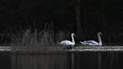 Yorgun düştüler, Efteni Gölü’nde durdular! 3 kuğu ekiplerin yakın takibinde