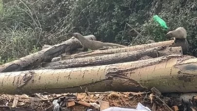 Erdemli'de yiyecek arayan sansar ailesi kamerada: Doğanın şaşırtan anları
