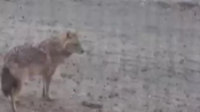 Kahramanmaraş'ta yiyecek arayan kurt, yerleşim alanına indi