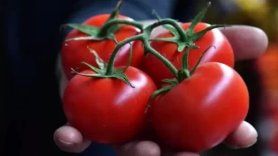 Domatesin çürümesini ve küflenmesini anında engelliyor: Haftalarca buzdolabında tazecik kalıyor