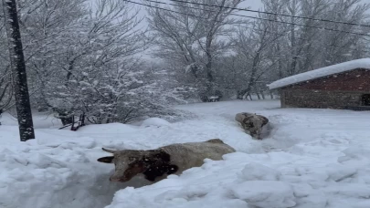 Tunceli'de kar kalınlığı 1,5 metreyi geçti! İnekler gözden kayboldu