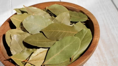 Antik çağdan modern tıbba uzanan mucize: Defne yaprağının bilinmeyen şifalı dünyası!