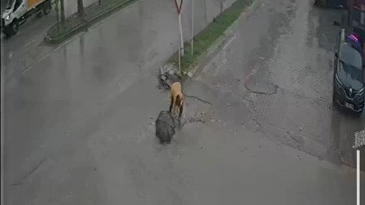 CHP’li belediyenin ihmali kamerada! Çukura düşen kadın hastanelik oldu