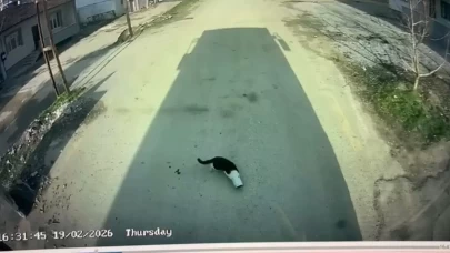 Malatya'da bir otobüs sürücüsü, kafası konserve kutusuna sıkışan kediyi kurtardı! İşte o anlar...