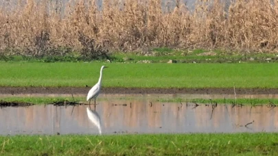 Yıllar sonra yeniden hayat buldu! Sağlık Ovası kuşların yuvası oldu
