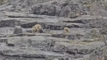 Munzur Vadisi’nde anne ayı ve yavruları kameralara böyle yakalandı