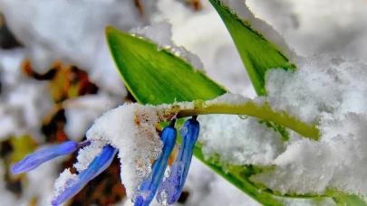 Karların altından çıkan kaya sümbülleri hayran bıraktı