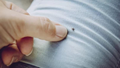 Kene sayısında artış! Uzmanlar uyardı: Bol yağış keneyi tetikledi