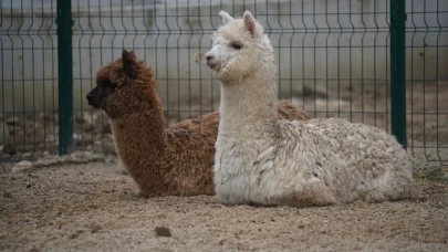 İpsala’da gümrük memurlarını bile şoke eden manzara!