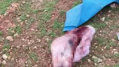 Şanlıurfa’da şok eden görüntüler: Kesilmiş at kafası ve parçaları bulundu!