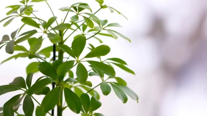 Şeflera Çiçeği bakımı ve çoğaltma sırları