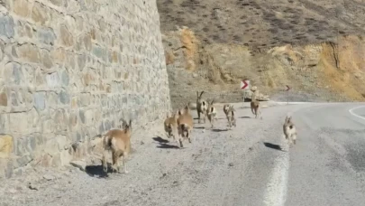 Yaban hayatının dansı görüntülendi: Gümüşhane'de yavrularıyla dolaşan keçiler