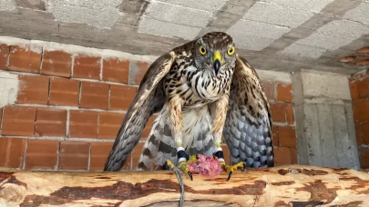 Atmacacılık yasaklanacak mı? Meclisten beklenen karar çıktı