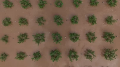 Manisa'da Gediz Nehri taştı, tarım arazileri su altında kaldı