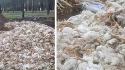Mersin'de skandal görüntüler! Yüzlerce ölü tavuğu ormana attılar...