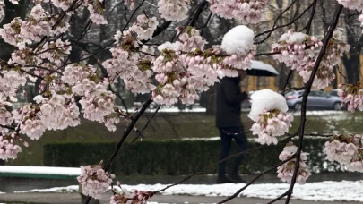 Çiçek açan ağaçlar beyaz örtüyle kaplandı!