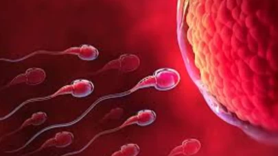 Yumurtalık ve sperm kalitesini artıran besinler açıklandı!