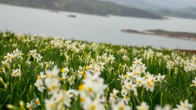 Mart'ta açan nergisler, Üçkaya Köyü'nde ziyaretçi akınına neden oldu