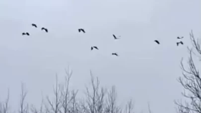 Sakarya'da leylek sürüsü mola verdi: İşte doğanın güzelliği...
