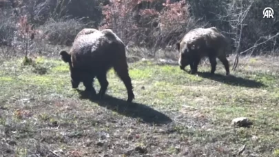 Fotokapana yakalandılar... Karabük'te doğal yaşam böyle görüntülend!