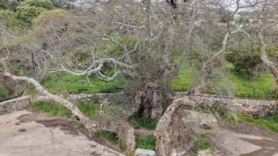 Bodrum'da doğa yürüyüşü yaparken fark ettiler: 2 bin yıllık çınar ağacı